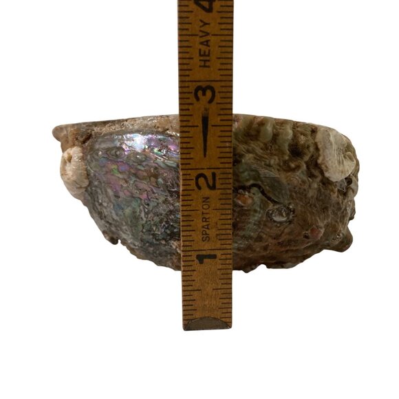 Iridescent Abalone Shell Natural Marine Specimen Collector Decor - Picture 7 of 7